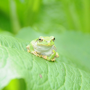 ニホンアマガエル