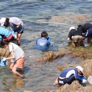 竹野スノーケルセンター 磯の生き物観察