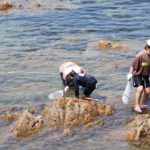 竹野スノーケルセンター 磯の生き物観察