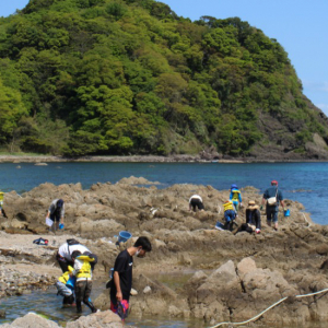 竹野スノーケルセンター 磯の生き物観察
