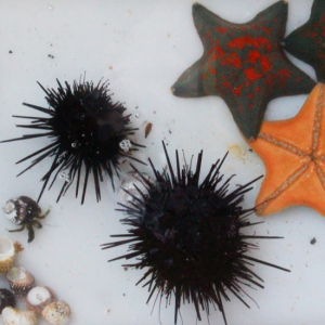 竹野スノーケルセンター 磯の生き物観察