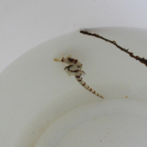 竹野スノーケルセンター 磯の生き物観察