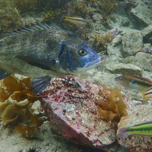 たけのスノーケルセンター スノーケル風景