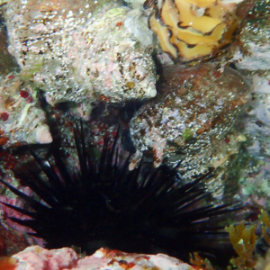 たけのスノーケルセンター スノーケル風景