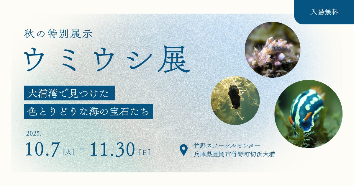 【10/7～11/30まで】写真展「ウミウシ展」を開催します！
